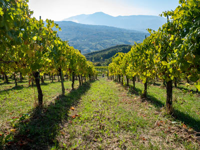 Campania Wines grandi bottiglie